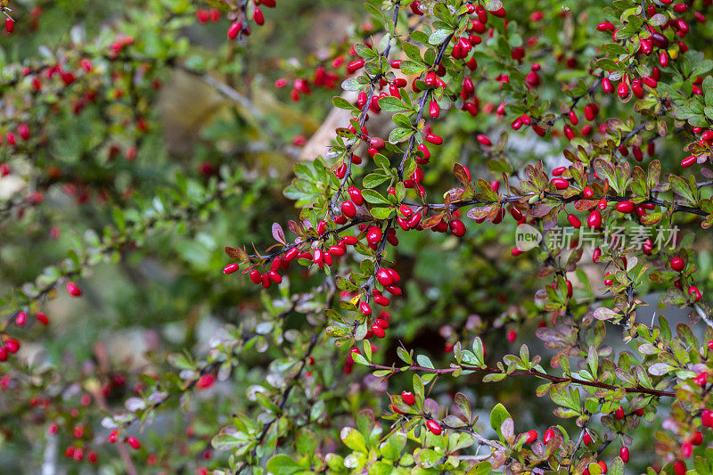 Barberry -用于草药